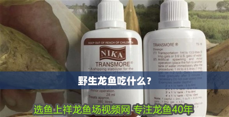 野生龍魚吃什么？