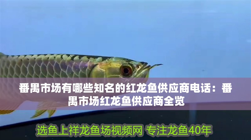 番禺市場有哪些知名的紅龍魚供應(yīng)商電話：番禺市場紅龍魚供應(yīng)商全覽