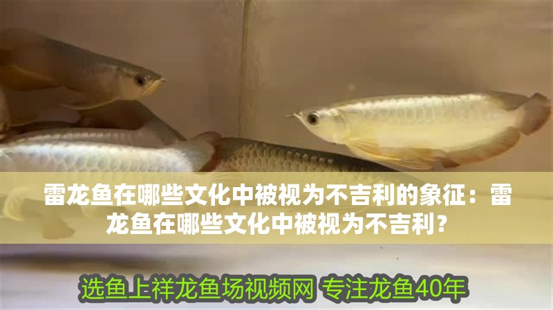 雷龍魚在哪些文化中被視為不吉利的象征：雷龍魚在哪些文化中被視為不吉利？