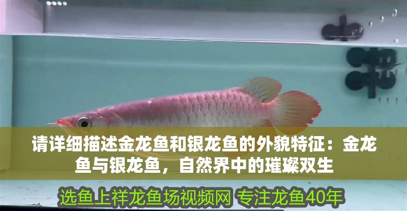 請?jiān)敿?xì)描述金龍魚和銀龍魚的外貌特征：金龍魚與銀龍魚，自然界中的璀璨雙生