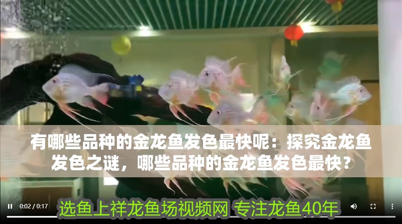 有哪些品種的金龍魚發色最快呢：探究金龍魚發色之謎，哪些品種的金龍魚發色最快？