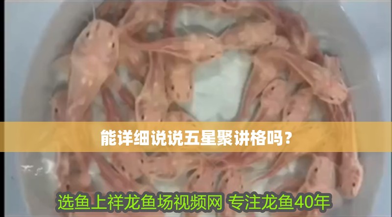 能詳細說說五星聚講格嗎？