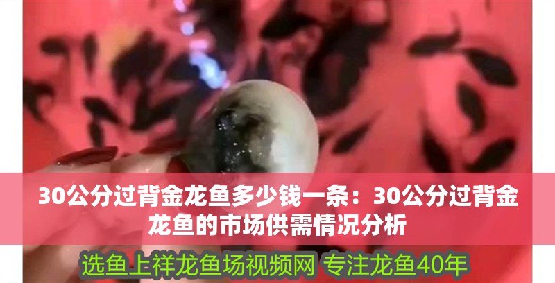 30公分過背金龍魚多少錢一條：30公分過背金龍魚的市場供需情況分析