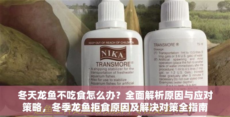 冬天龍魚不吃食怎么辦？全面解析原因與應對策略，冬季龍魚拒食原因及解決對策全指南