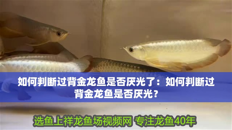 如何判斷過背金龍魚是否厭光了：如何判斷過背金龍魚是否厭光？