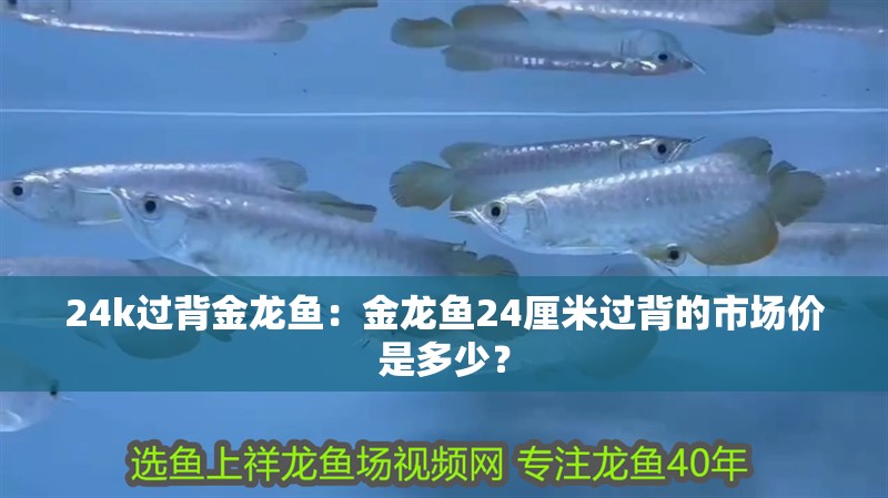 24k過背金龍魚：金龍魚24厘米過背的市場價是多少？
