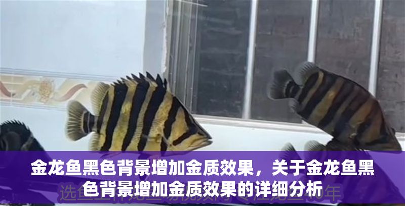 金龍魚黑色背景增加金質效果，關于金龍魚黑色背景增加金質效果的詳細分析