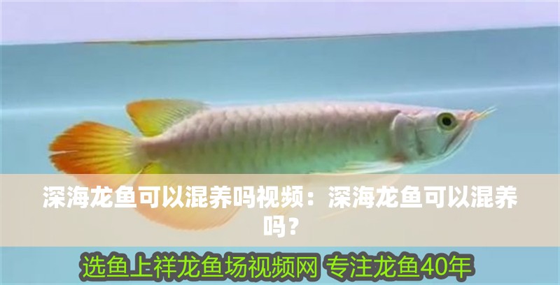 深海龍魚可以混養嗎視頻：深海龍魚可以混養嗎？