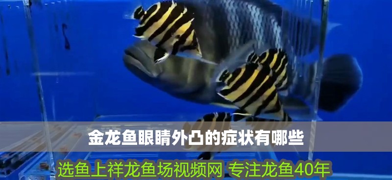 金龍魚眼睛外凸的癥狀有哪些