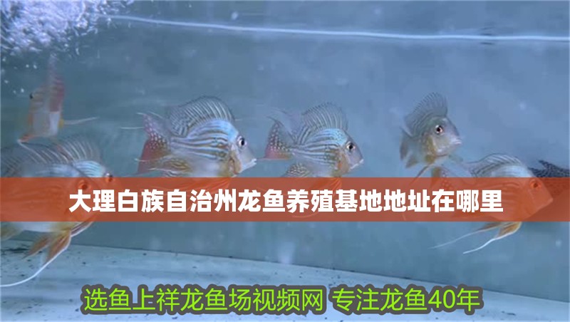 大理白族自治州龍魚養殖基地地址在哪里