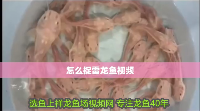 怎么捉雷龍魚視頻