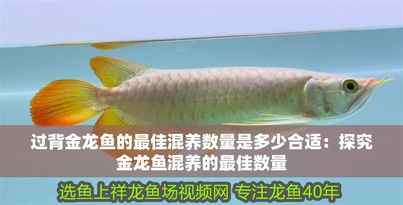 過背金龍魚的最佳混養數量是多少合適：探究金龍魚混養的最佳數量