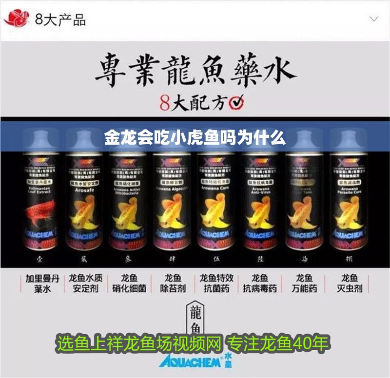 金龍會吃小虎魚嗎為什么 龍魚百科 第2張 金龍會吃小虎魚嗎為什么 金龍會吃小虎魚嗎為什么 龍魚百科 第2張