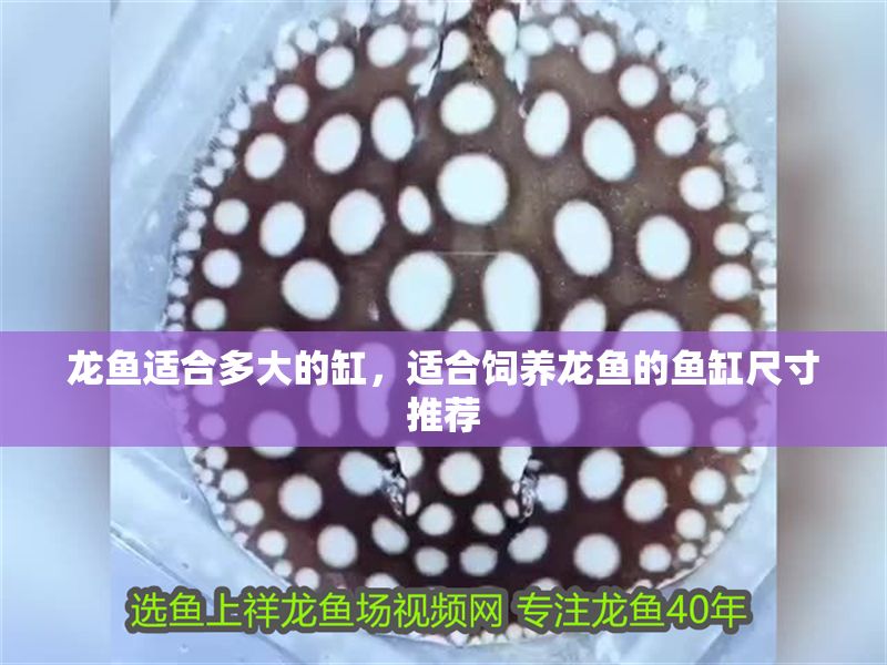 龍魚適合多大的缸，適合飼養龍魚的魚缸尺寸推薦