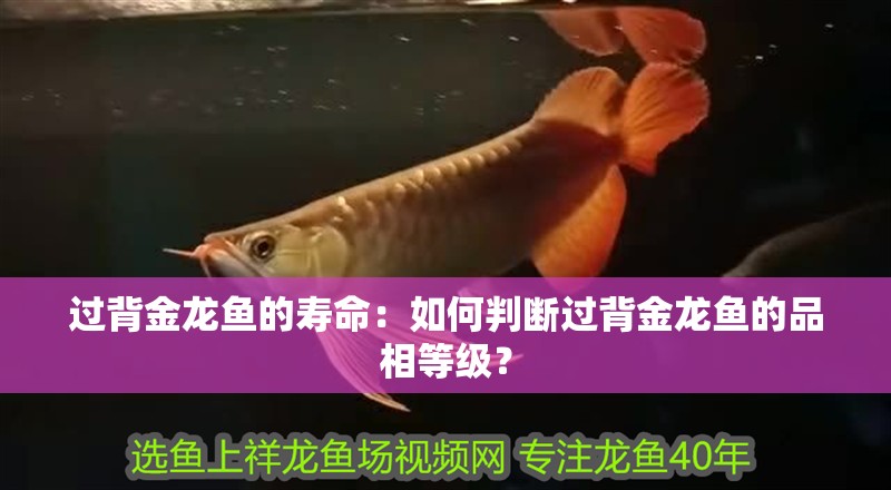 過背金龍魚的壽命：如何判斷過背金龍魚的品相等級？