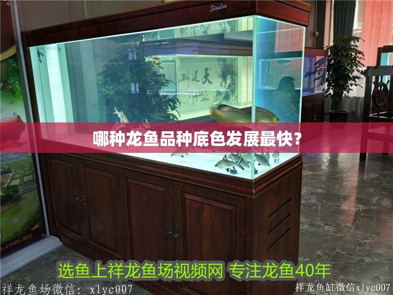 哪種龍魚品種底色發(fā)展最快？