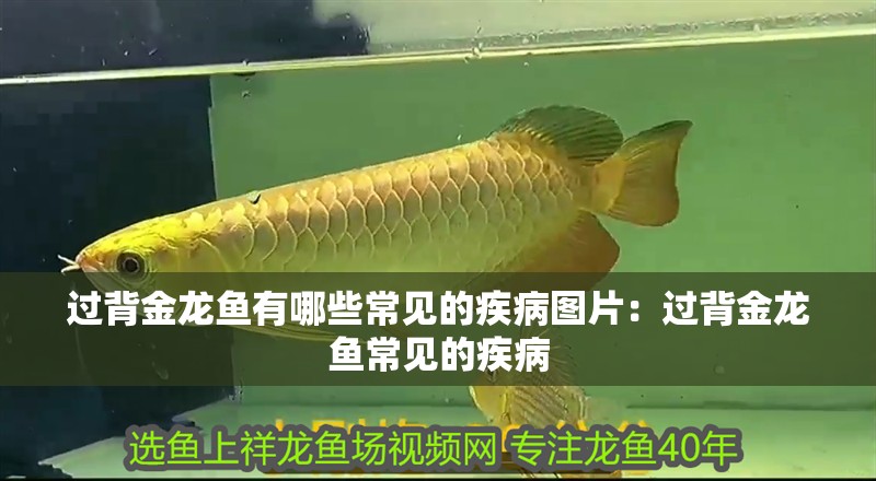 過(guò)背金龍魚有哪些常見的疾病圖片：過(guò)背金龍魚常見的疾病