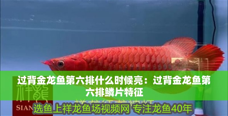 過背金龍魚第六排什么時候亮：過背金龍魚第六排鱗片特征