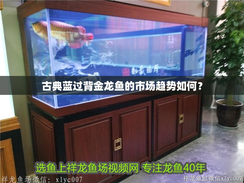 古典藍過背金龍魚的市場趨勢如何？