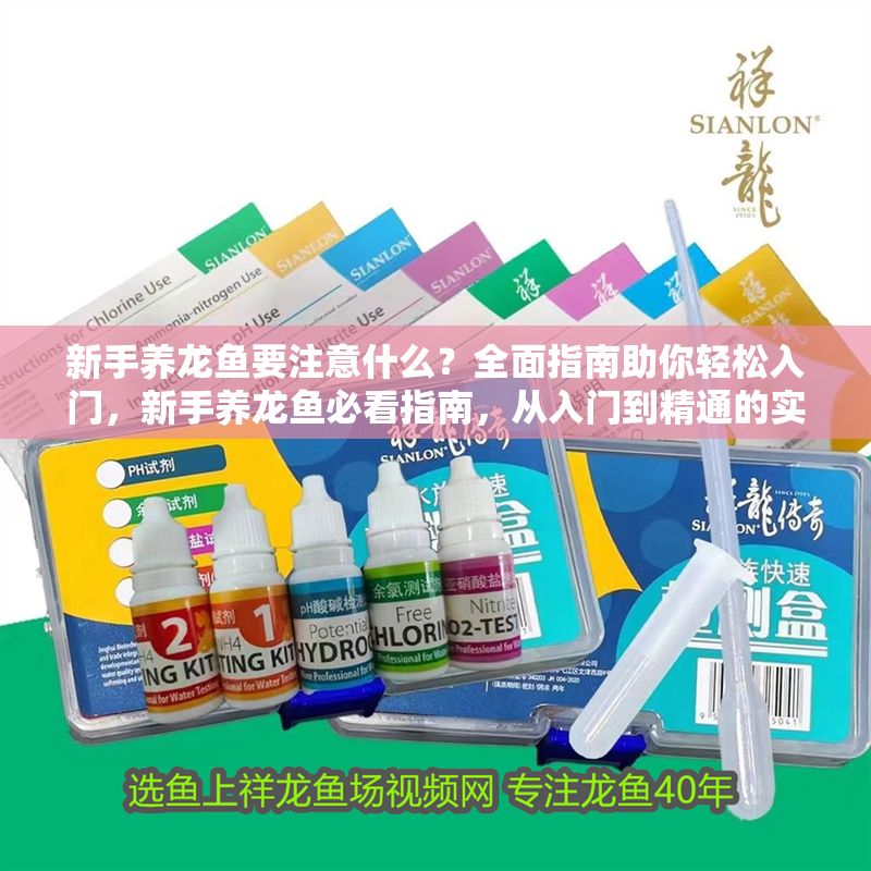 新手養龍魚要注意什么?全面指南助你輕松入門,新手養龍魚必看指南,從入門到精通的實用技巧