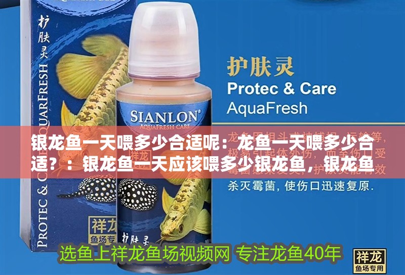 銀龍魚一天喂多少合適呢：龍魚一天喂多少合適？：銀龍魚一天應該喂多少銀龍魚，銀龍魚一天喂多少食物