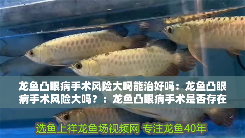 龍魚凸眼病手術風險大嗎能治好嗎：龍魚凸眼病手術風險大嗎？：龍魚凸眼病手術是否存在較大的風險？