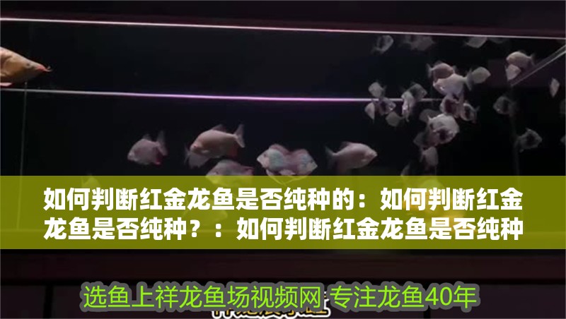 如何判斷紅金龍魚是否純種的：如何判斷紅金龍魚是否純種？：如何判斷紅金龍魚是否純種
