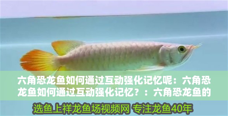 六角恐龍魚如何通過互動強化記憶呢：六角恐龍魚如何通過互動強化記憶？：六角恐龍魚的互動行為