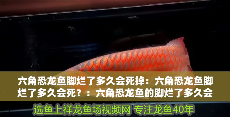 六角恐龍魚腳爛了多久會死掉：六角恐龍魚腳爛了多久會死？：六角恐龍魚的腳爛了多久會死亡