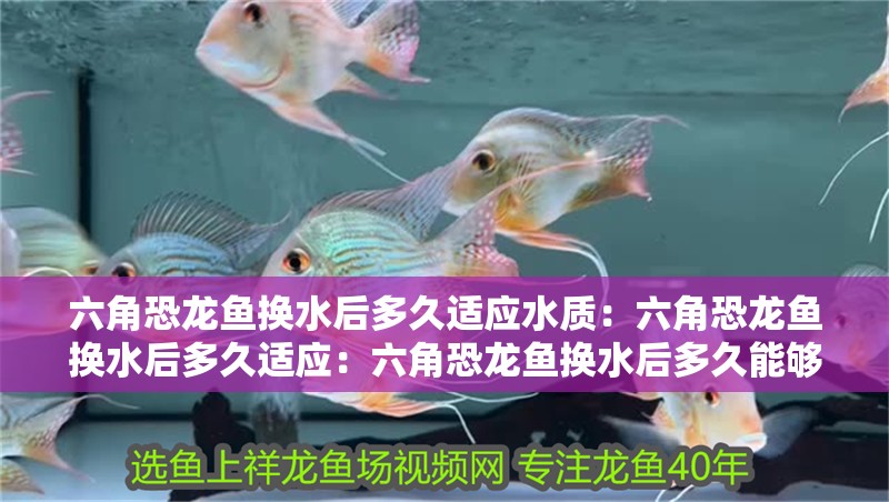 六角恐龍魚換水后多久適應水質：六角恐龍魚換水后多久適應：六角恐龍魚換水后多久能夠適應新水質取決于多種因素
