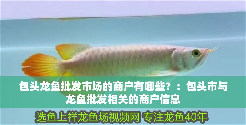 包頭龍魚批發市場的商戶有哪些？：包頭市與龍魚批發相關的商戶信息