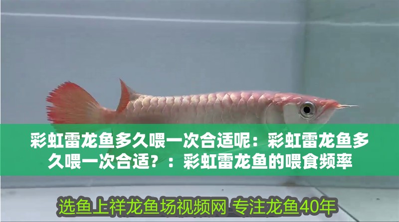 彩虹雷龍魚多久喂一次合適呢：彩虹雷龍魚多久喂一次合適？：彩虹雷龍魚的喂食頻率