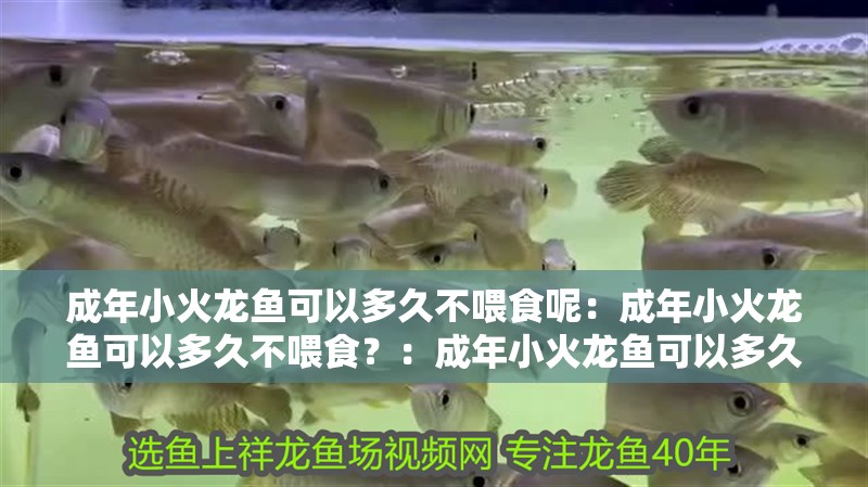 成年小火龍魚可以多久不喂食呢：成年小火龍魚可以多久不喂食？：成年小火龍魚可以多久不喂食