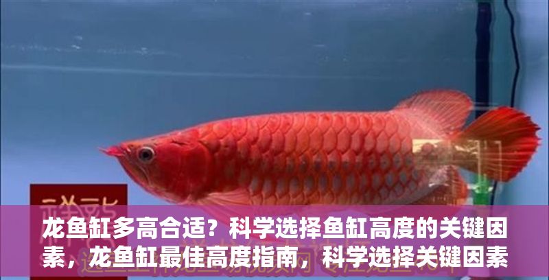 龍魚缸多高合適？科學(xué)選擇魚缸高度的關(guān)鍵因素，龍魚缸最佳高度指南，科學(xué)選擇關(guān)鍵因素解析