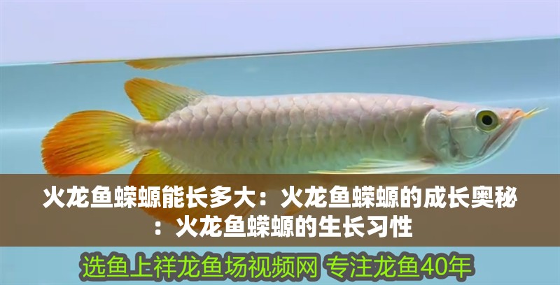 火龍魚蠑螈能長多大：火龍魚蠑螈的成長奧秘：火龍魚蠑螈的生長習性