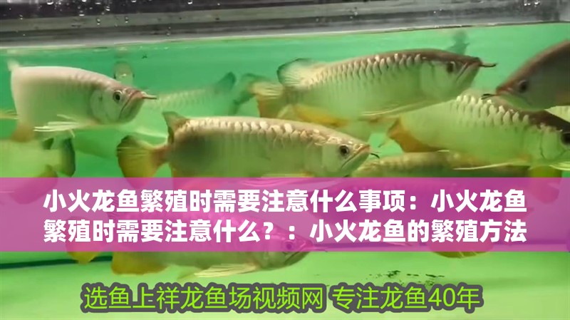 小火龍魚(yú)繁殖時(shí)需要注意什么事項(xiàng)：小火龍魚(yú)繁殖時(shí)需要注意什么？：小火龍魚(yú)的繁殖方法