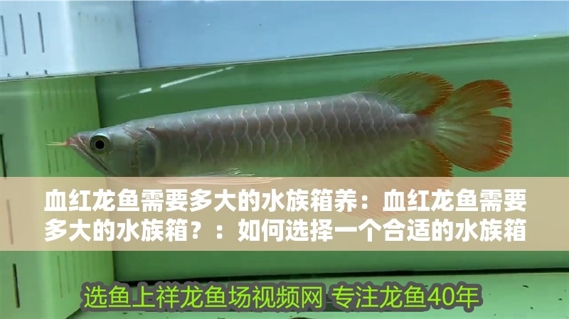 血紅龍魚需要多大的水族箱養(yǎng)：血紅龍魚需要多大的水族箱？：如何選擇一個合適的水族箱大小