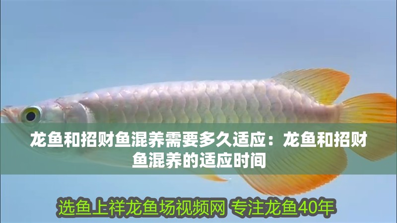 龍魚和招財魚混養需要多久適應：龍魚和招財魚混養的適應時間