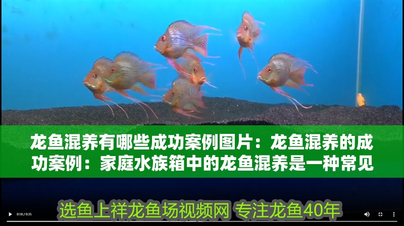 龍魚混養(yǎng)有哪些成功案例圖片：龍魚混養(yǎng)的成功案例：家庭水族箱中的龍魚混養(yǎng)是一種常見的龍魚混養(yǎng)案例