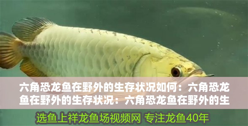 六角恐龍魚在野外的生存狀況如何：六角恐龍魚在野外的生存狀況：六角恐龍魚在野外的生存狀況