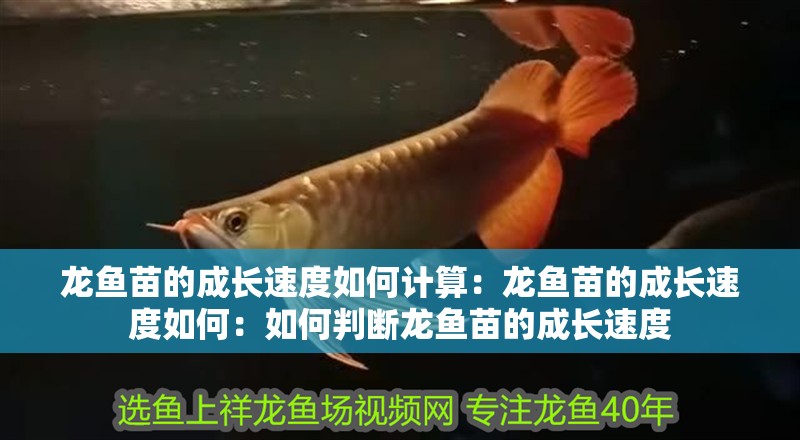 龍魚苗的成長速度如何計算：龍魚苗的成長速度如何：如何判斷龍魚苗的成長速度