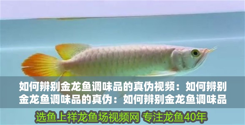如何辨別金龍魚調味品的真偽視頻：如何辨別金龍魚調味品的真偽：如何辨別金龍魚調味品的真偽