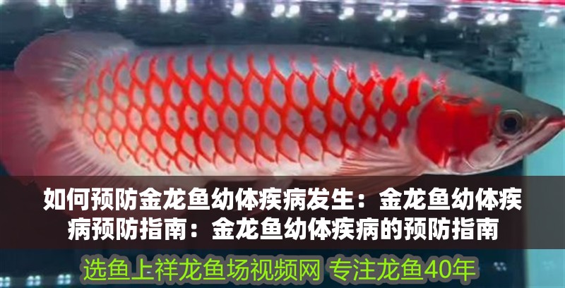 如何預(yù)防金龍魚幼體疾病發(fā)生：金龍魚幼體疾病預(yù)防指南：金龍魚幼體疾病的預(yù)防指南
