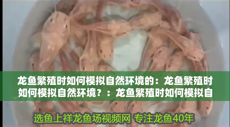 龍魚繁殖時如何模擬自然環境的：龍魚繁殖時如何模擬自然環境？：龍魚繁殖時如何模擬自然環境