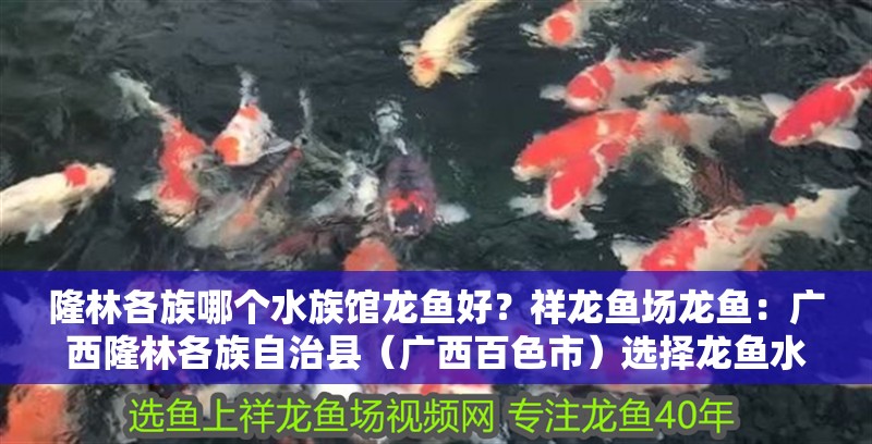 <strong><mark>隆林</mark></strong>各族哪個水族館龍魚好？祥龍魚場龍魚：廣西<strong><mark>隆林</mark></strong>各族自治縣（廣西百色市）選擇龍魚水族館或魚場