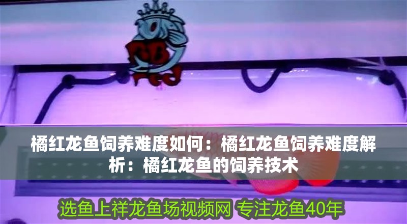 橘紅龍魚飼養難度如何：橘紅龍魚飼養難度解析：橘紅龍魚的飼養技術