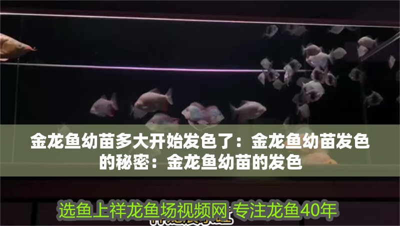 金龍魚幼苗多大開始發(fā)色了：金龍魚幼苗發(fā)色的秘密：金龍魚幼苗的發(fā)色