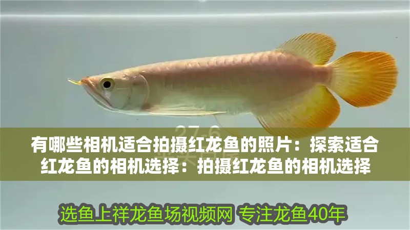 有哪些相機適合拍攝紅龍魚的照片：探索適合紅龍魚的相機選擇：拍攝紅龍魚的相機選擇