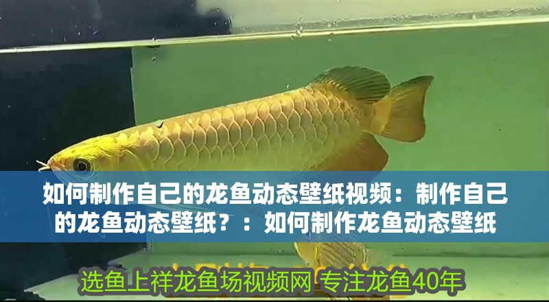 如何制作自己的龍魚動態壁紙視頻：制作自己的龍魚動態壁紙？：如何制作龍魚動態壁紙