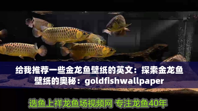 給我推薦一些金龍魚壁紙的英文：探索金龍魚壁紙的奧秘：goldfishwallpaper